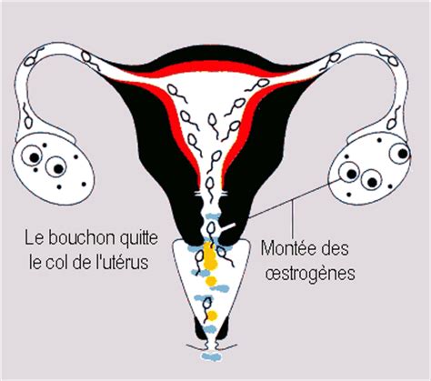 To know when you ovulate, you can track your cycle, cervical fluid, basal body temperature, and/or take ovulation tests. Perte blanche apres ovulation - Carabiens le Forum