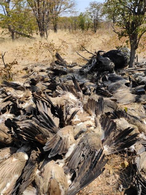 Over 150 Vultures Deliberately Poisoned To Death In South Africa And Botswana Vulture