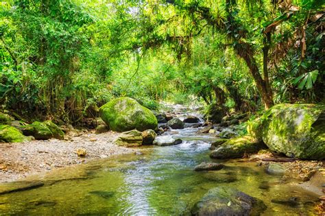 Selva Colombiana Descubre Sus Principales Atractivos Turísticos