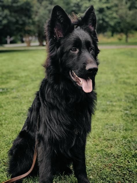 Germanshepherd Germanshepherdpuppy Puppy Longhairedgsd Blackdog