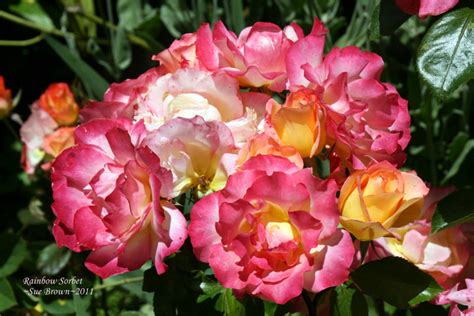 Plantfiles Pictures Floribunda Rose Rainbow Sorbet Rosa By