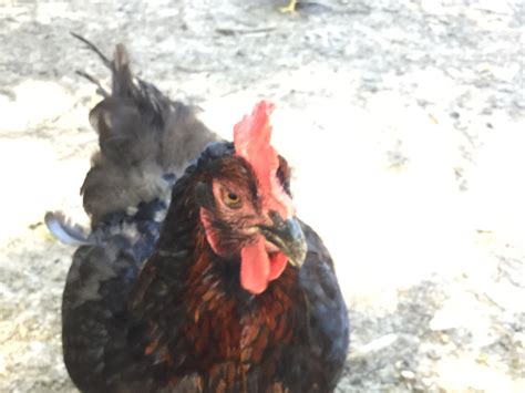 Zoo petting adalah potret seorang wanita muda yang datang ke dalam dirinya sendiri, di lingkungan yang tidak selalu hadir. Winterpast Farm, Wake Forest NC