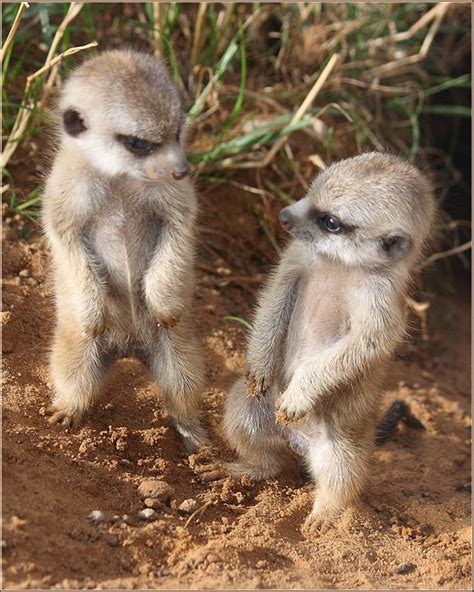 Adorable Baby Meerkats Photographer Nanaz555 Meerkat Love Wildlife