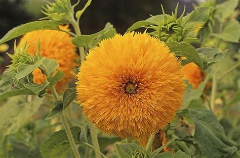 Top 10 Sunny Sunflower Varieties To Grow Birds And Blooms