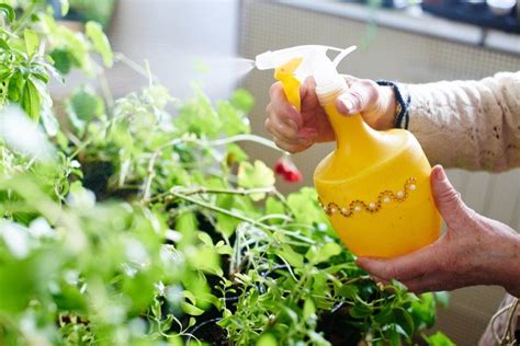 How To Make Natural Homemade Bug Spray For Vegetables Indoor Garden