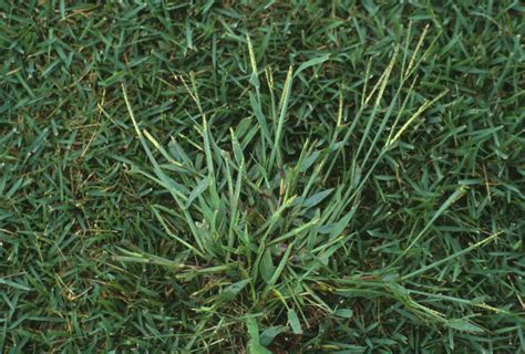 How To Get Rid Of Crabgrass The Tree Center