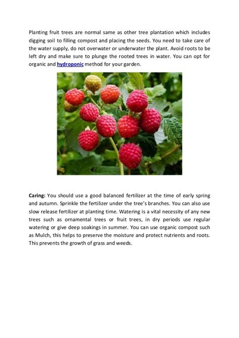 Simple Guidelines To Grow Great Fruit Trees