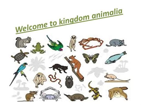 Kingdom Animalia |authorSTREAM