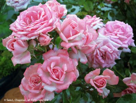 Pink And White Roses Saras Fave Photo Blog