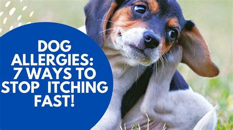 Dog Allergies 7 Ways To Stop The Itching Fast Youtube