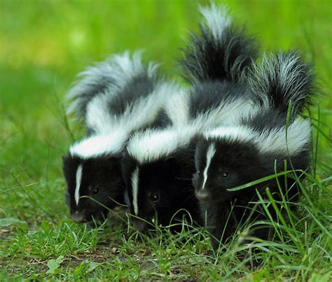 They May Stink But Baby Skunks Are Still Cute Baby Animal Zoo