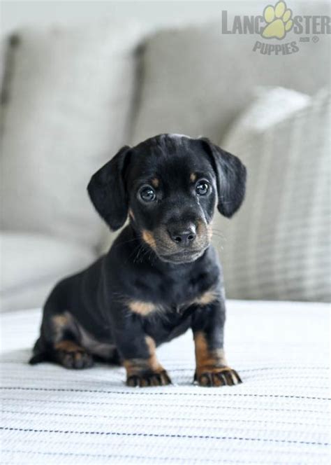 Milo Dachshund Mini Puppy For Sale In Newburg Pa Lancaster Puppies