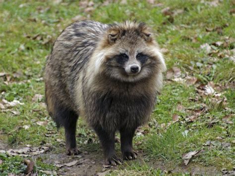 Meet The Raccoon Dog The Only Canid Known To Hibernate