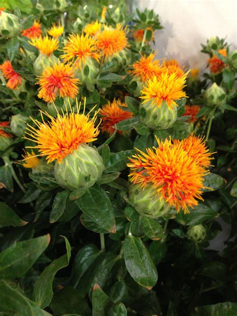 Safflower Care Guide Learn About Growing Requirements For Safflower
