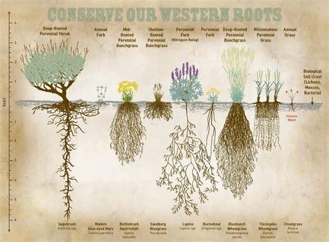 Conserve Our Western Roots Sage Grouse Initiative