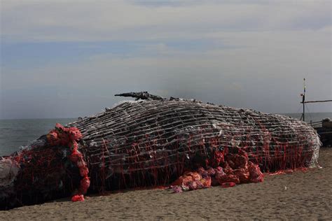 Giant Dead Whale Is An Inescapable Reminder Of The Worlds Pollution