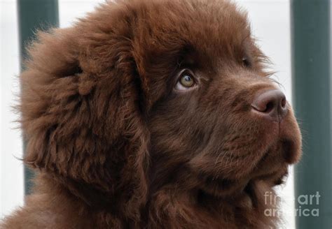 Newfie Puppy Dog As Cute As Can Be Photograph By Dejavu Designs Fine