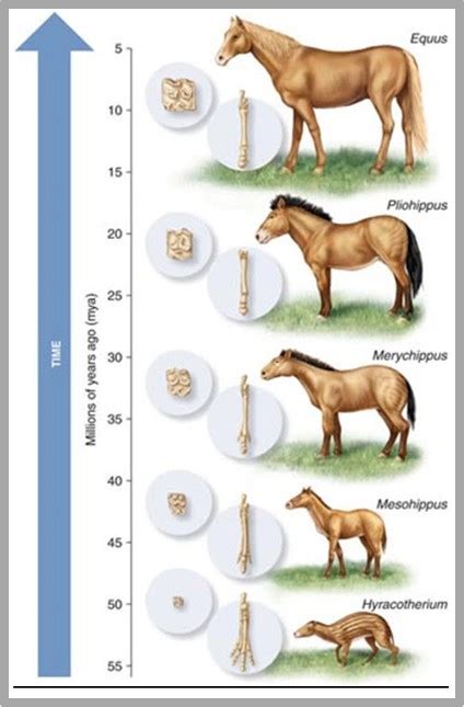 Line Up Them Bones For The Horse Evolution Story Evolution Is A Myth