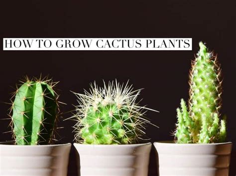 There are 293 cactus kaktus for sale on etsy, and they cost 27,66 $ on average. How to Grow Cactus Plants - Gardening Channel