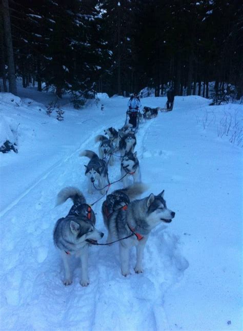 Asd Snow Dogs Sella Nevea Ce Quil Faut Savoir Pour Votre Visite