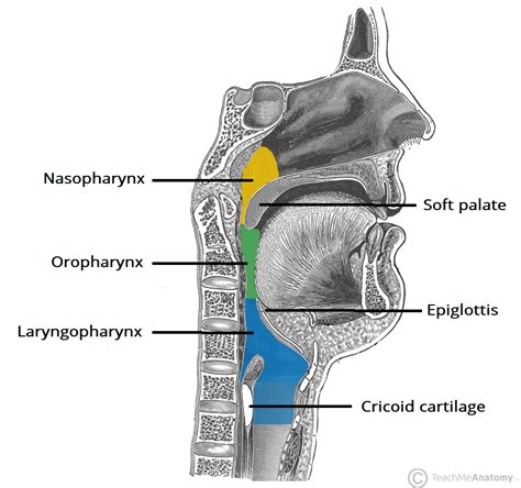 The Mouth Pharynx And Esophagus Anatomy And