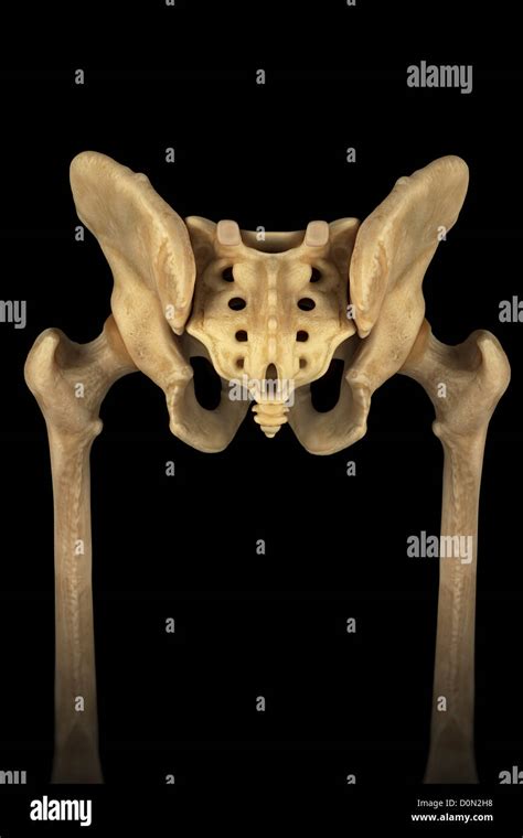 Rear View Of The Male Pelvis Sacrum And Hip Joints Stock Photo