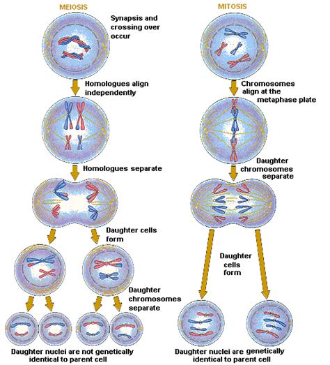 Cracking Groups Meiosis Mitosis Comparison Chart