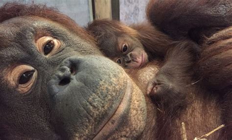6 Of The Best Animal Mothers And Why They Are Amazing Learning Liftoff