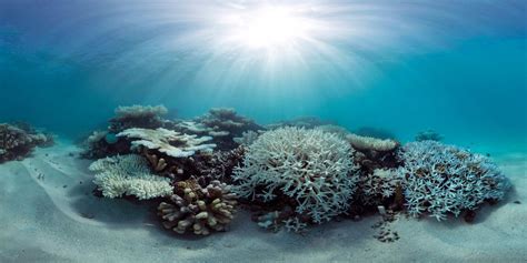 Bleaching Of Coral Reefs Reduced Where Daily Temperature Changes Are