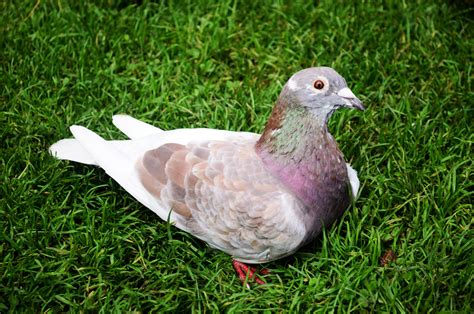 Pigeon On The Grass Free Stock Photo Public Domain Pictures
