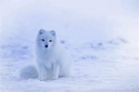 Free Photo Cute Animal Arctic Fox Winter Wildlife Iceland Max Pixel