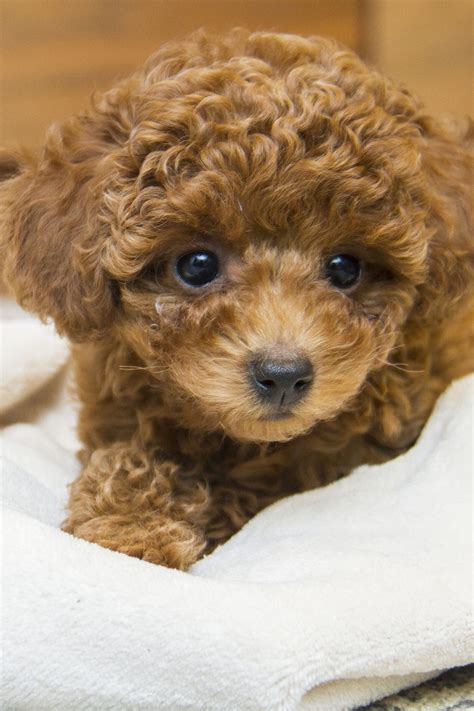 Poodle Puppies 20 Perfect Pups Talk To Dogs