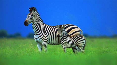 zibra animal   forest image hd wallpapers rocks