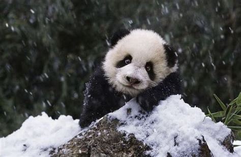 Baby Baby Panda And Cute Image 139460 On