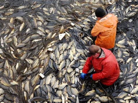 Can Farmed Fish Feed The World Without Destroying The Environment