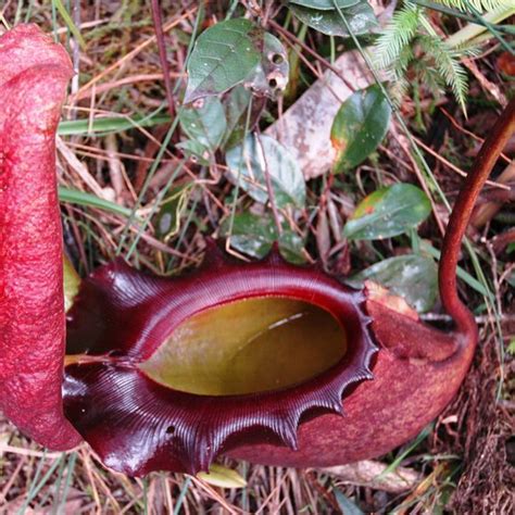 Nepenthes Plant