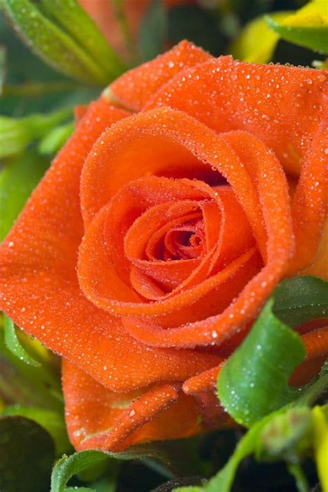 A look at one of my most enjoyed hot beverage red rose tea. orange rose | Tattoo inspiration | Pinterest | Orange ...