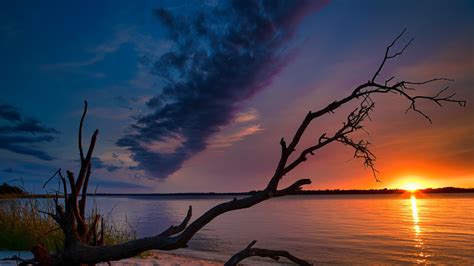 North Carolina River And Tree With Cloudy Sky Background During Sunset