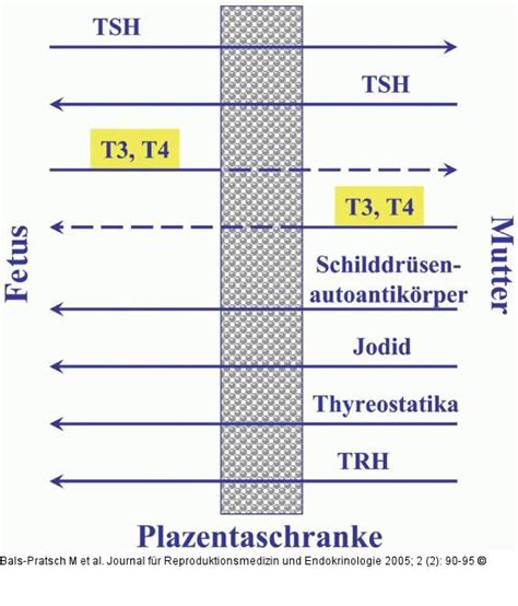 Was beinhaltet der begriff plazentaschranke? Abbildung 1: Plazentaschranke