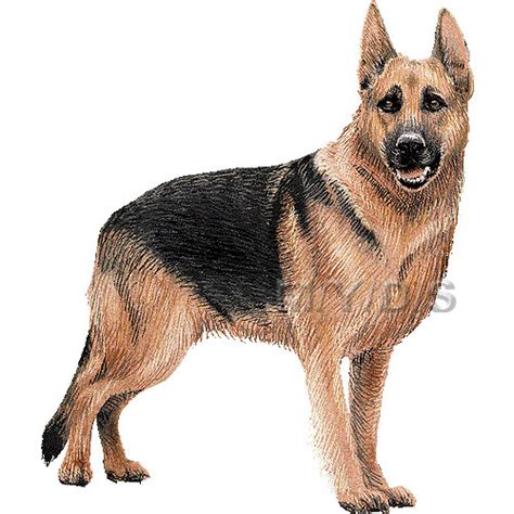 96 German Shepherd Clip Art Clipartlook