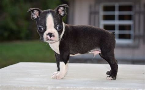 Contact oregon boston terrier breeders near you using our free boston terrier breeder search tool below! Boston Terrier Puppies For Sale | Oregon City, OR #261867