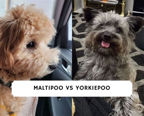 Maltipoo Vs Yorkiepoo Dog Breed Comparison 2023 We Love Doodles