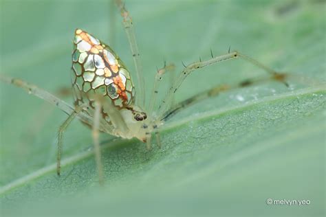 Mirror Comb Footed Spider Thwaitesia Sp By Melvynyeo On Deviantart
