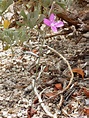 Slender stem - pictures of Pleiacanthus Spinosus, Asteraceae ...