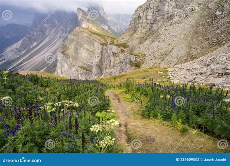 Mountain Flowers In The Background Of The Seceda Peak In The Dolomites