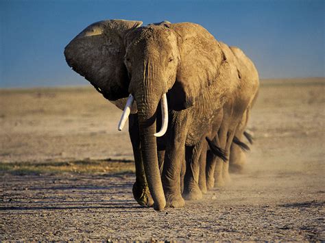 Close Together In A Line With The Matron Leading These Elephants Are
