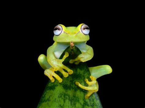 Pavbca is the best place to upload and get awesome wallpapers and background pictures for any resolution (it could be images for. 72+ Cute Frog Wallpaper on WallpaperSafari