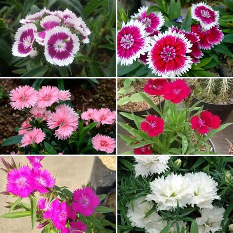 Jual Tanaman Hidup Bunga Hias Dianthus Bunga Anyelir Berbunga