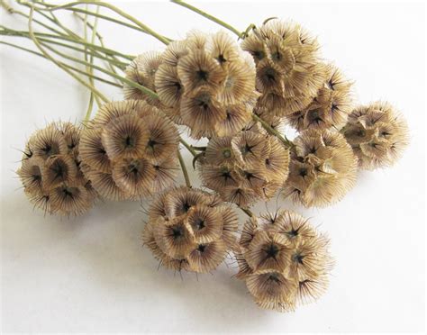 Dried Scabiosa Pods Long Stem Naturally Dried Flowers Great