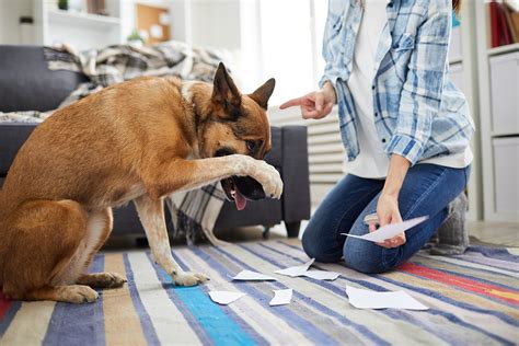 How To Stop Bad Dog Behavior Suburban Pets